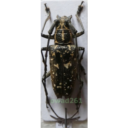 Epepeotes desertus rhobetor (Newman, 1842) Philippines70g